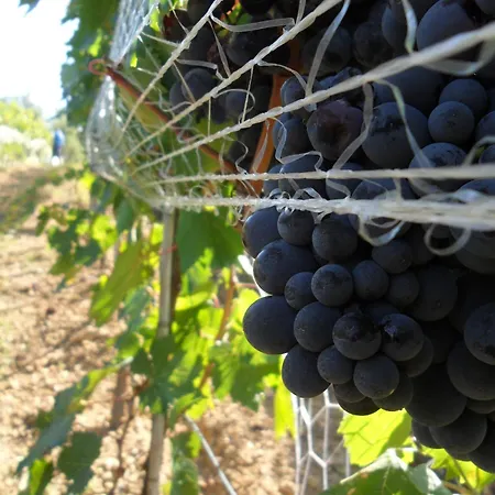 Vakantieboerderij Amedea Tuscany Country Experience *